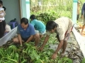 Thành công nuôi lươn trong bồn xi măng