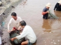 Kiên Giang phát triển bền vững nghề nuôi thủy sản