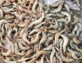 Năm nuôi trồng thủy sản Mỹ 2014 (Aquaculture America 2014): Vận chuyển tôm tươi không dùng nước