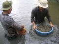 Nuôi tôm thất bát, nông dân xin chuyển trồng lúa