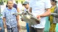 Ngư dân Tam Thanh thả một cá thể đồi mồi quý hiếm về môi trường biển