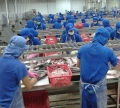 Doanh nghiệp thủy sản: “Thở phào” nhờ sự sát sao của Bộ Tài chính