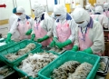 Xuất khẩu tôm năm 2015 dự kiến giảm hơn 1 tỉ đô la Mỹ