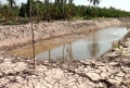 Cà Mau: Cá bổi thiếu nước