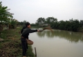 Yên Phong phát triển nuôi cá thâm canh và bán thâm canh