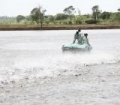 Sản xuất cá tra tháng 1/2016 vẫn chưa có dấu hiệu tích cực