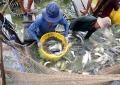 Xuất khẩu cá tra: Việt Nam có thể kiện Mỹ