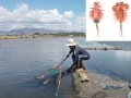 Dân ven biển Ninh Thuận đua nhau săn con artemia