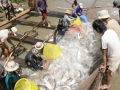 Bến Tre: Kết quả bước đầu thí điểm bảo hiểm nông nghiệp trên tôm, cá