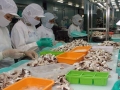 Thiếu nguyên liệu xuất khẩu bạch tuộc