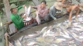 Kiến nghị kéo dài thời gian thực hiện thí điểm mô hình chuỗi liên kết sản xuất cá tra