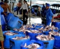 Sợ doanh nghiệp phá sản: Nông dân ồ ạt bán cá tra
