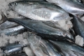 Báo cáo FAO 2016: Thị trường cá ngừ diễn biến phức tạp