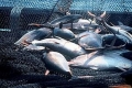 FAO ra mắt dự án bảo tồn cá ngừ lớn