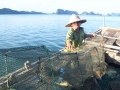 Quảng Ninh: Công bố đường dây nóng bảo vệ nguồn lợi thủy sản