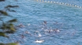 Hơn 250 cá heo vịnh Taiji bị truy bắt về chờ giết