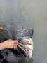 Bắt được cá 'khủng' trên sông Đồng Nai
