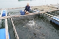 Tuy Phong (Bình Thuận): Cá chết hàng loạt không phải do vi – rút gây ra