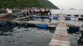 Vụ người Trung Quốc nuôi cá ở Vũng Rô: Chủ tịch UBND tỉnh Phú Yên nhận khuyết điểm