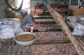 Giá tăng, nghề nuôi cá điêu hồng lồng bè hồi phục