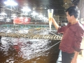 Ứng dụng công nghệ cao phát triển nuôi tôm tại Bạc Liêu