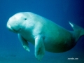 Tận diệt bò biển (Dugong)