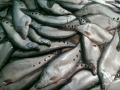 Tiềm năng sử dụng bột cá Thát lát  trong thức ăn thủy sản