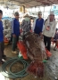 Bắt được cá bống mú nặng 250 kg bán 50 triệu