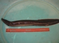 Sinh sản nhân tạo cá chạch lửa (Mastacembelus erythrotaenia Bleeler, 1870) thành công