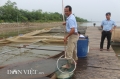 Cho cá chép ăn đậu Úc, nông dân Thái Bình thu tiền tỷ