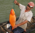 Phú Yên: Cá trắm cỏ và chép hồng xuất hiện nhiều ở đập Thế Hiên