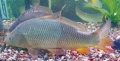 Nghiên cứu giống cá chép mới cho mô hình lúa – cá