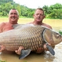 Thái Lan: Câu được cá chép nặng kỷ lục 60kg