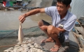 Tiền Giang: Nguồn nước mặn khiến cá chết hàng loạt