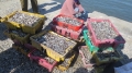 Cá biển chết hàng loạt ở Khánh Hòa do tảo đỏ gây ra