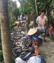 Hàng tấn cá chết la liệt dưới kênh ở Kiên Giang