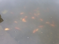 Cá phóng sinh chết nổi đầy hồ Trúc Bạch