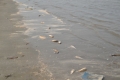 Nghệ An: Công bố nguyên nhân cá chết trên vùng biển Diễn Châu