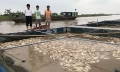 Gần 80 tấn cá lồng chết trắng trên sông Hồng sau lũ