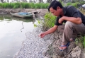 Tân Thạnh: Cá chết bất thường, nông dân thiệt hại hơn 250 triệu đồng