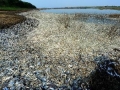 Gần 100 tấn cá chết do nhiễm hóa chất ở Trung Quốc