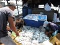 90 tấn cá bè ở Vũng Tàu chết trắng do dịch bệnh hay hóa chất?