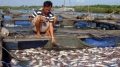 Vũng Tàu: Người nuôi cá trắng tay vì ô nhiễm