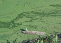 Hồ Xuân Hương (Đà Lạt): Loang lổ váng xanh, lềnh bềnh xác cá