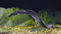 Cá chình bông Sông Đà với quy trình “nói không với hóa chất“