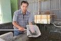 Tự tạo cơ hội: Thuần dưỡng cá chình giống