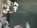 Đồng Tháp: Hàng tấn cá điêu hồng chết chưa rõ nguyên nhân