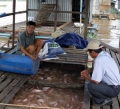 Tiền Giang: Giá cá điêu hồng đã về ngưỡng hòa vốn