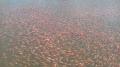 Tiền Giang: Cần tăng cường giám sát chất lượng nước và sức khỏe cá rô phi nuôi bè