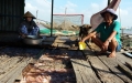 Người nuôi cá bè “ngồi trên đống lửa” vì giá giảm